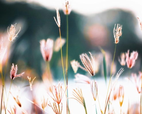 Therapy Services Dublin